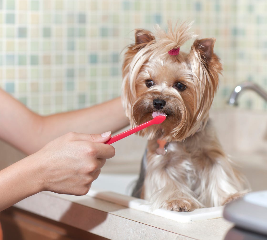 7 Best Dog Toothpastes of 2023