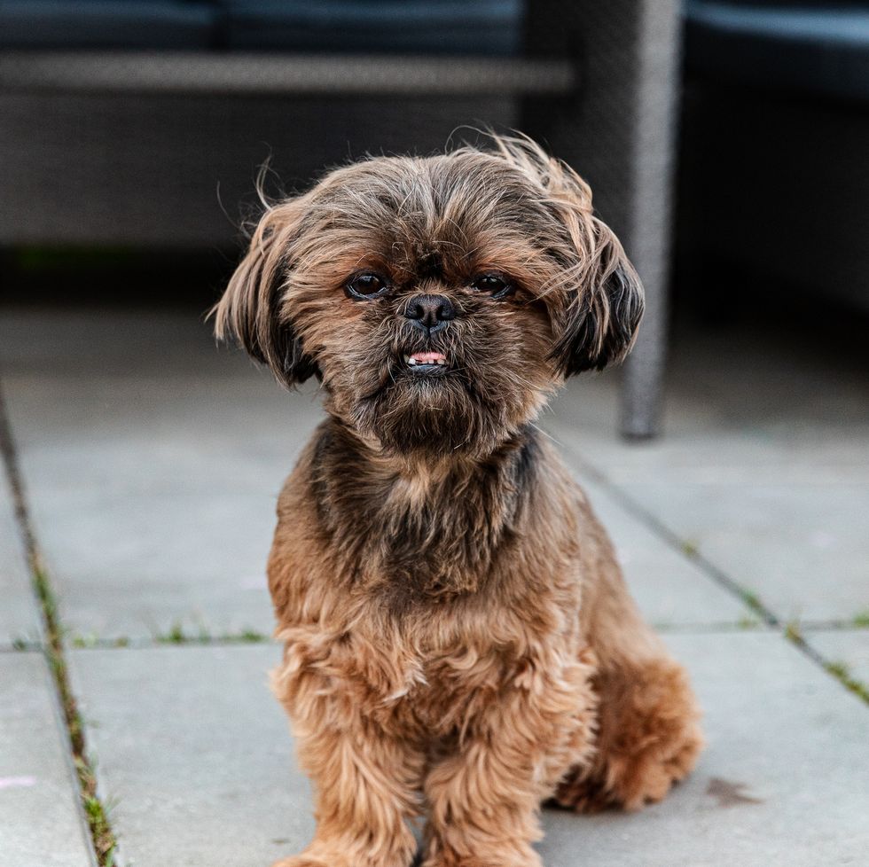 brussels griffon stands outdoors in summer, looks at the camera and shows tongue smallest dog breeds