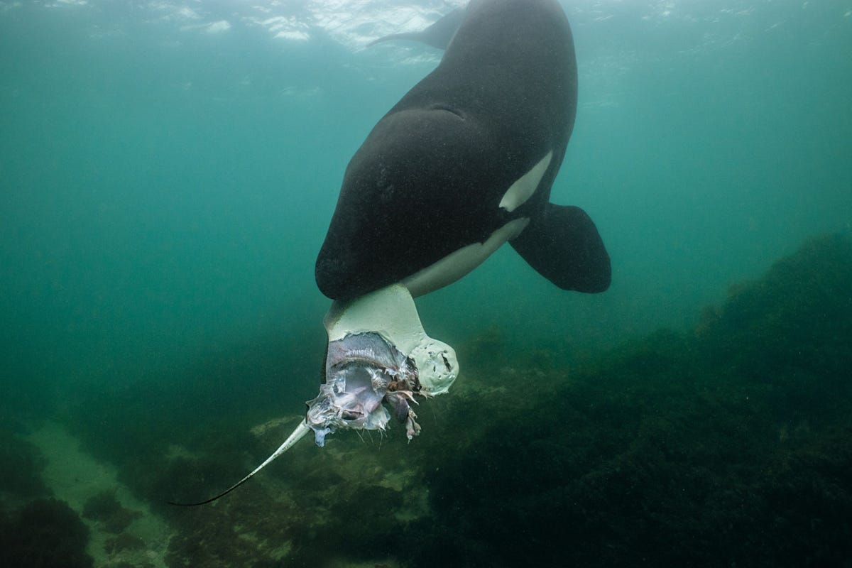 In de zee voor de kust van NieuwZeeland leek een orka fotograaf Brian Skerry een pijlstaartrog aan te bieden Ze liet hem voor zijn voeten vallen Uiteindelijk raapte de orka de onaangeraakte rog weer op om die later met een andere walvis te delen Het is al langer bekend dat orkas hun voedsel met elkaar delen Bovendien zijn het kieskeurige eters die hun eigen voorkeur hebben voor prooien die mogelijk anders is dan die van andere orkagroepen Dat duidt erop dat walvissen een cultuur hebben het idee waar het om draait in een nieuwe documentaireserie