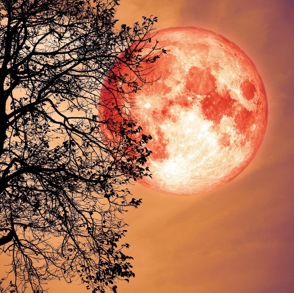 Sky, Nature, Tree, Branch, Celestial event, Orange, Atmosphere, Astronomical object, Moon, Woody plant, 
