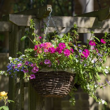 flowers in a hanging basket