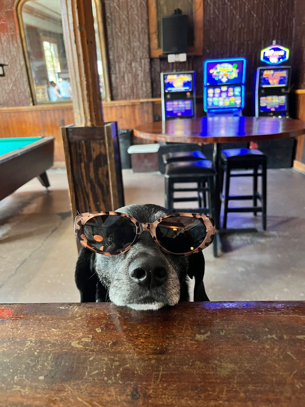 a dog wearing sunglasses in a casual indoor setting