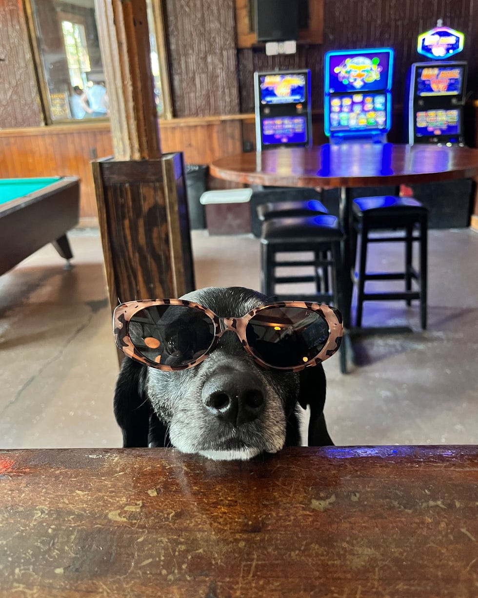 a dog wearing sunglasses in a casual indoor setting