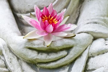 buddha quotes buddha hands holding flower