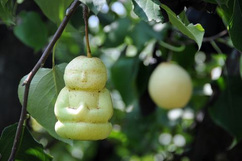buddha shaped pears grow on the trees at