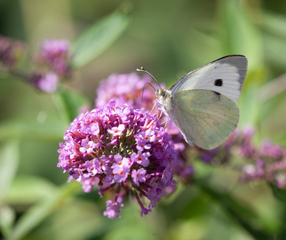 25 Plants To Boost Mental Health