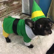 Dog, Dog clothes, Canidae, French bulldog, Pug, Green, Dog breed, Snout, Boston terrier, Puppy, 