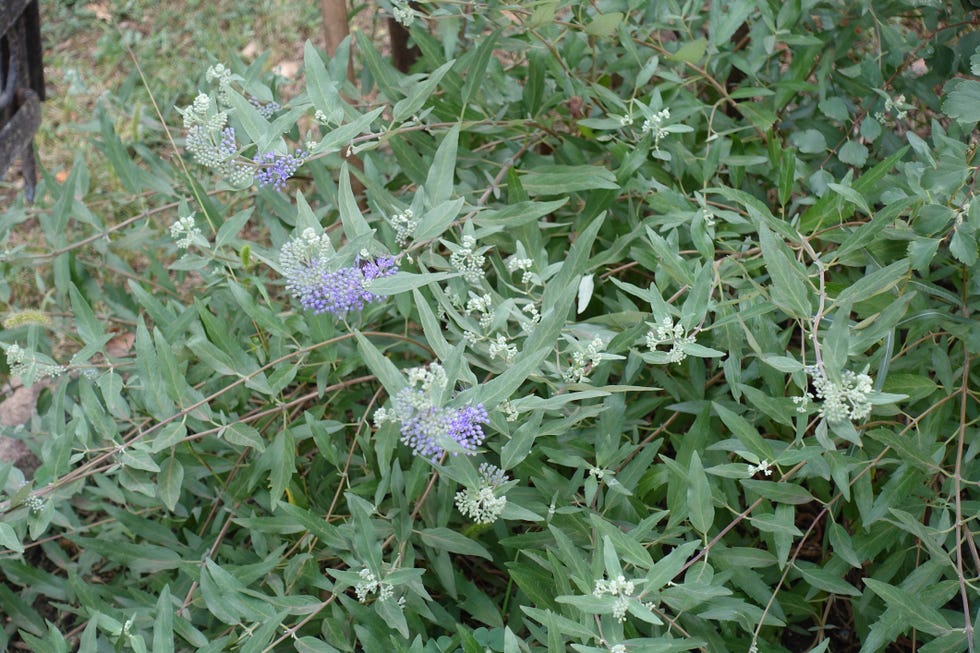 drought tolerant shrubs caryopteris