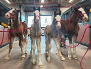 budweiser baby clydesdale