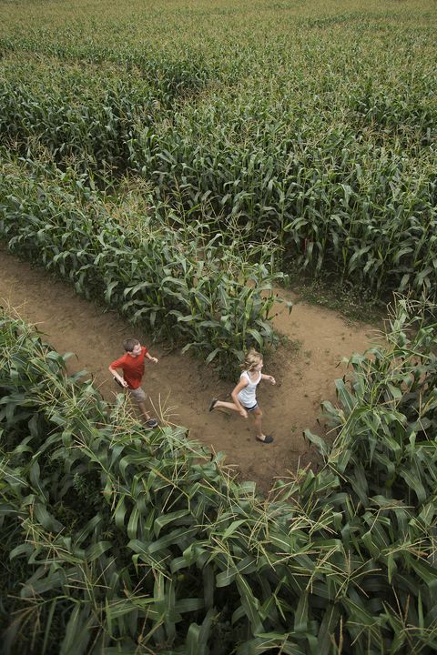 buford corn maze georgia