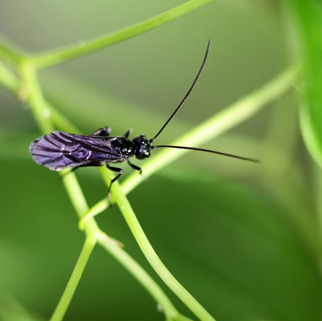Bug kissing bug
