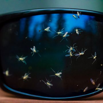 bugs splattered on sunglasses