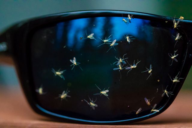 bugs splattered on sunglasses