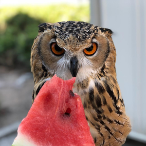 Búho comiendo un trozo de sandía