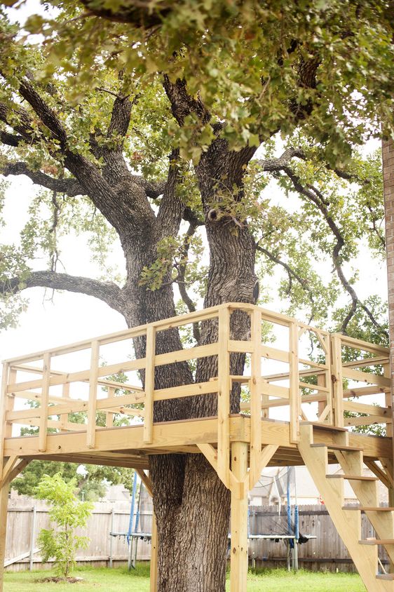 tree, woody plant, plant, branch, trunk, house, adaptation, architecture, building, tree house,
