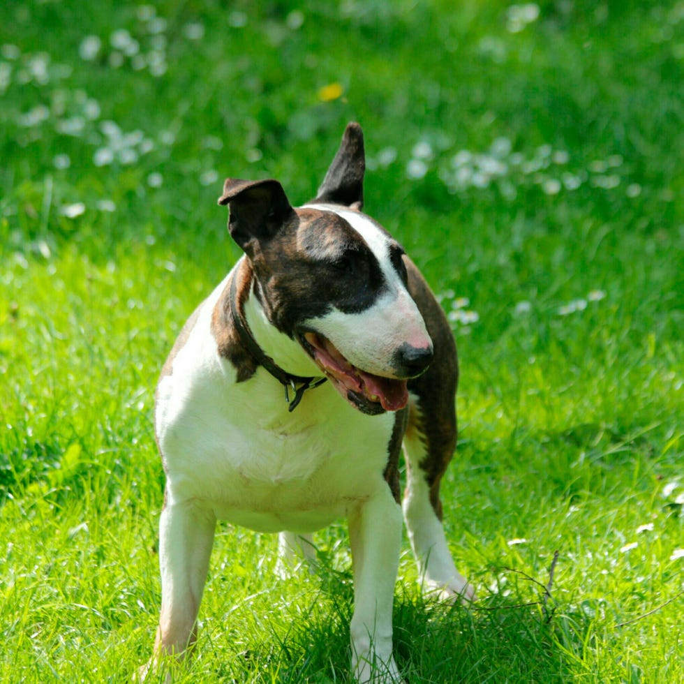 son los bull terriers faciles de entrenar