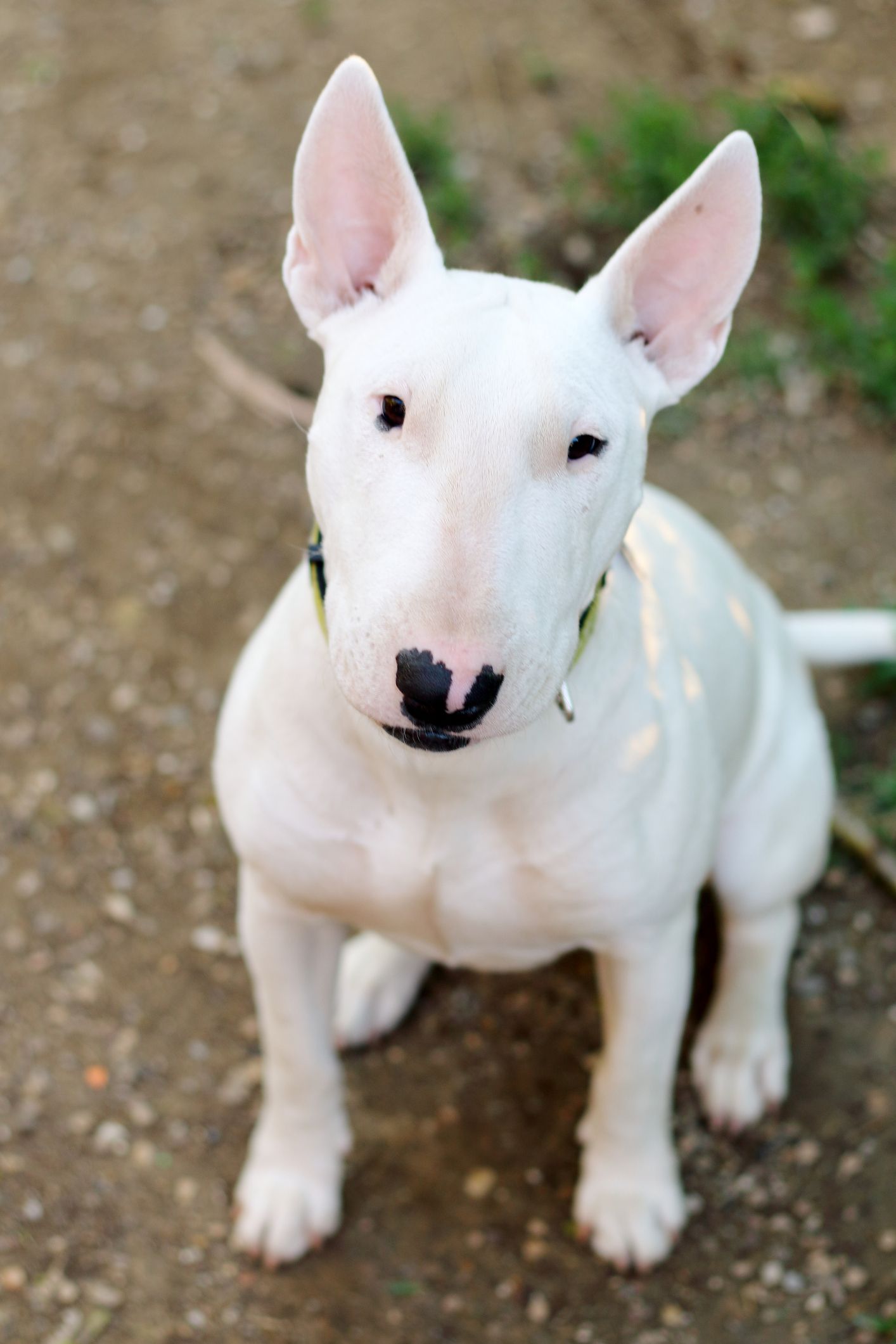 Large all white store dogs