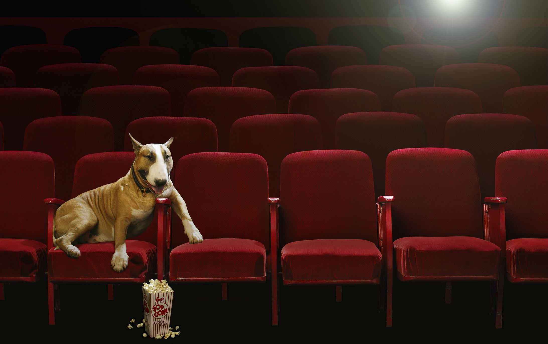 Famous dog names from movies hotsell