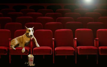 bull terrier watching movie in theater