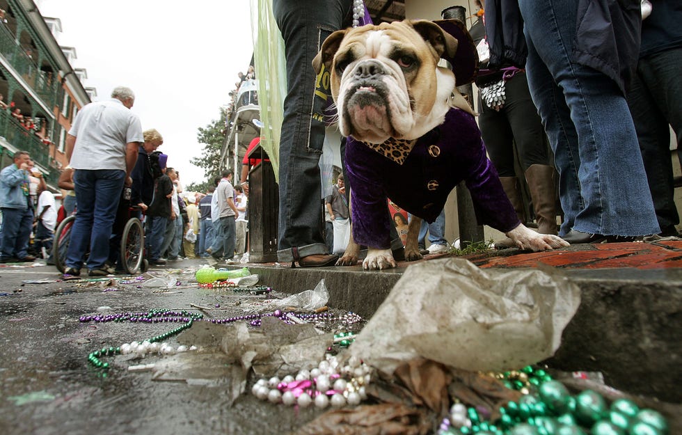 Mardi Gras facts