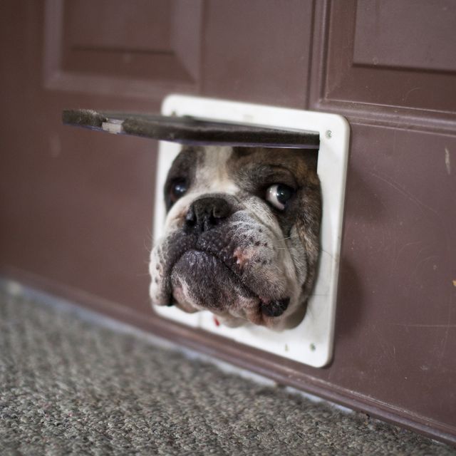 bulldog trying to get through a cat door