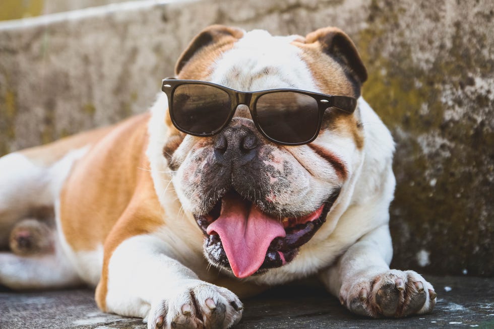 bulldog wearing sunglasses