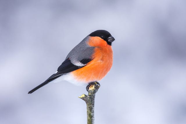 25 British Birds You Can Find In Your Garden This Spring