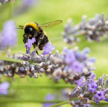 the plants to save garden wildlife this spring and summer