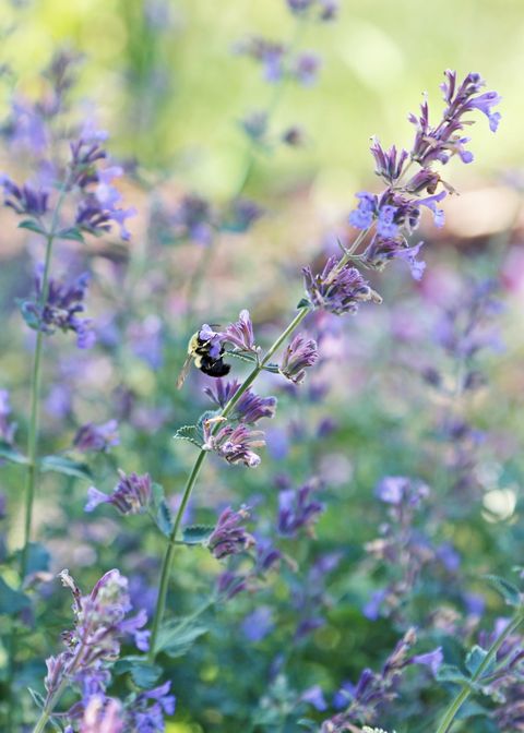 bumblebee on lush catmint
