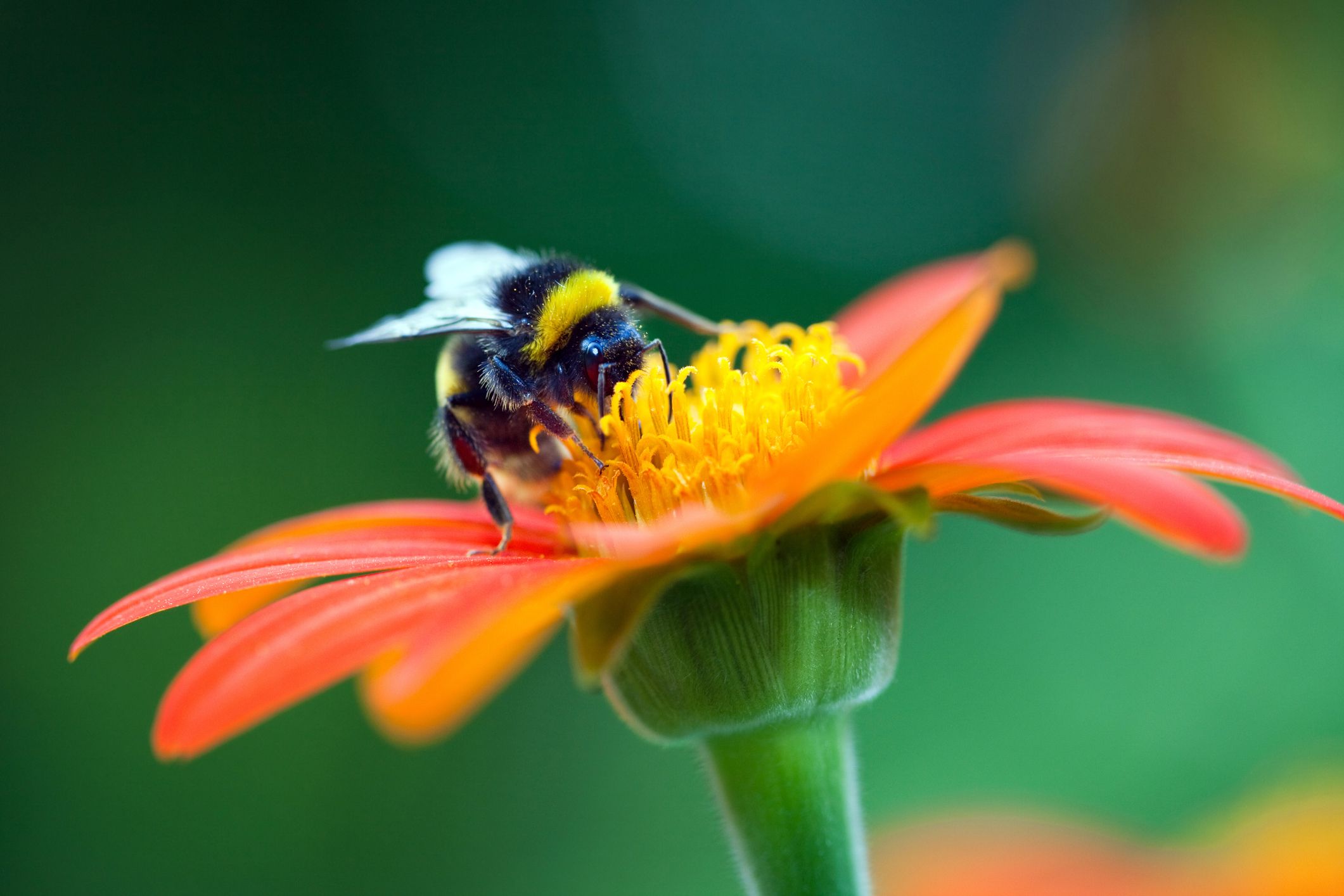 Flowers That Make Your Garden More Bee-Friendly