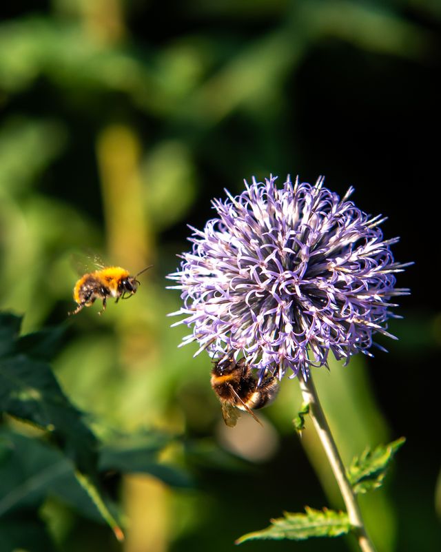 bumblebees at ball thistle