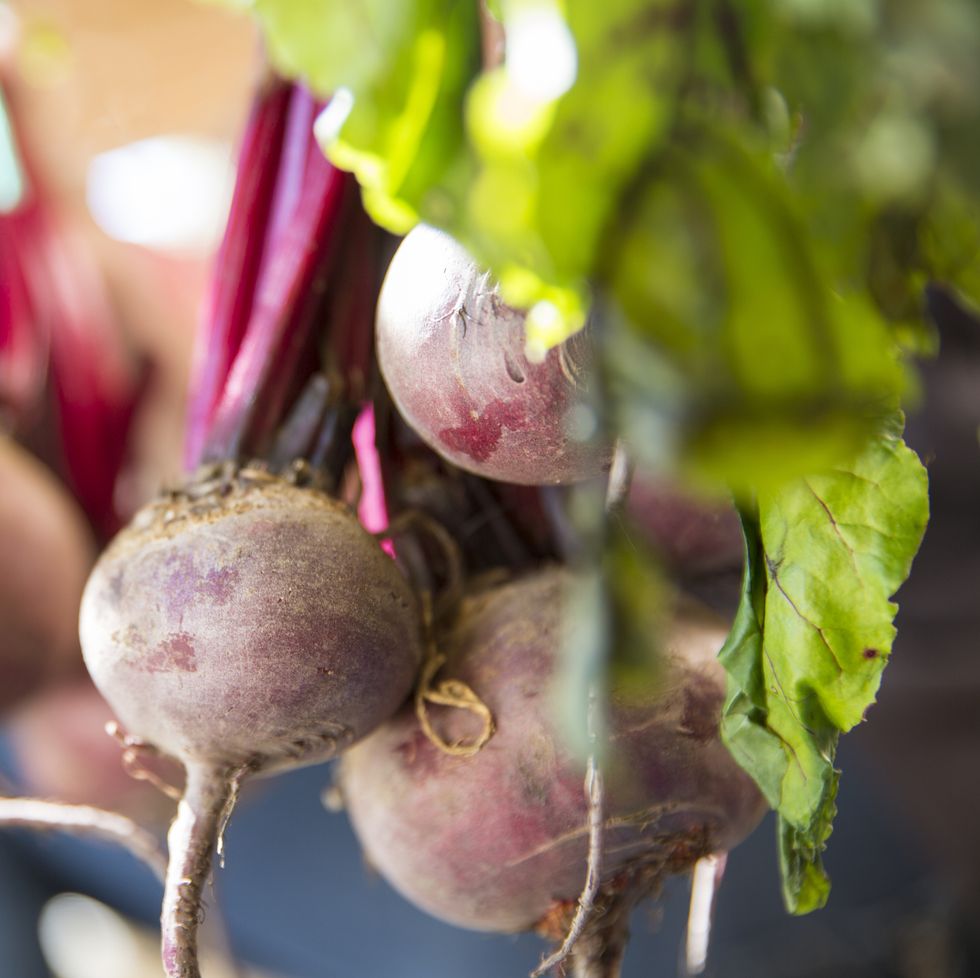 what to grow in november beets