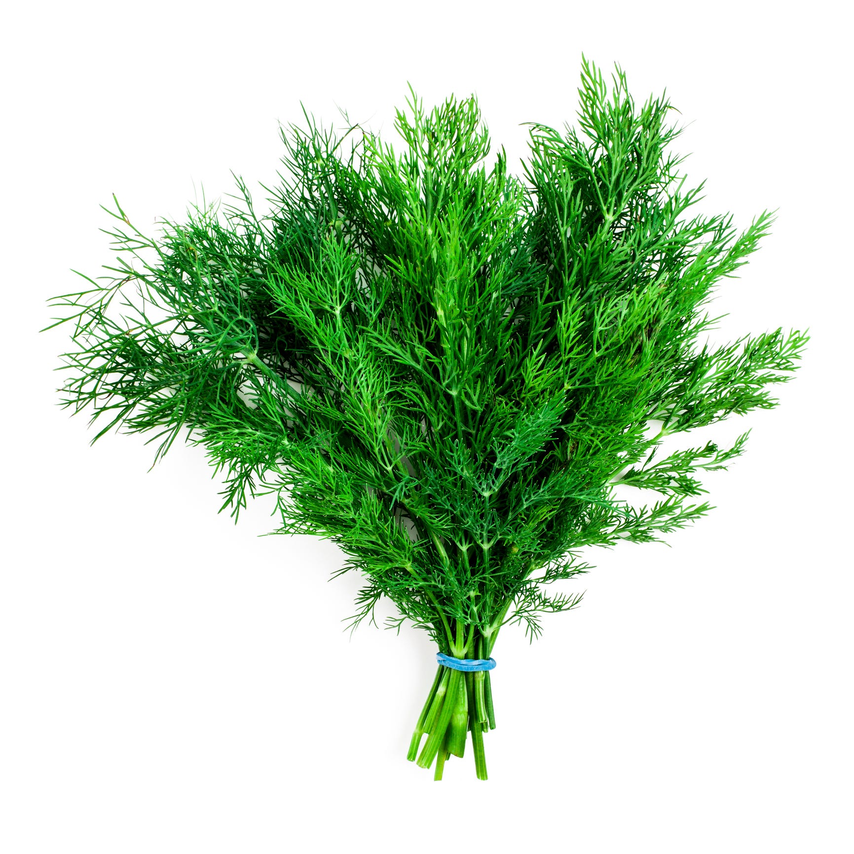 Bunch of fresh dill