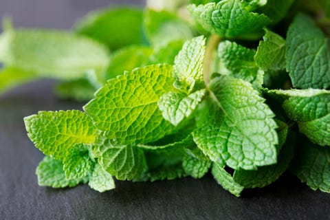 bunch of fresh mint leaves on dark slate background