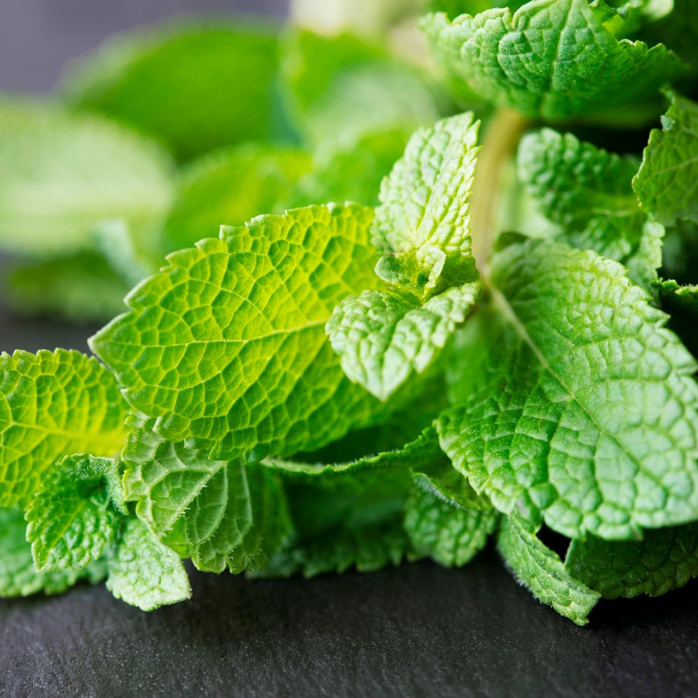 bunch of fresh mint leaves on dark slate background