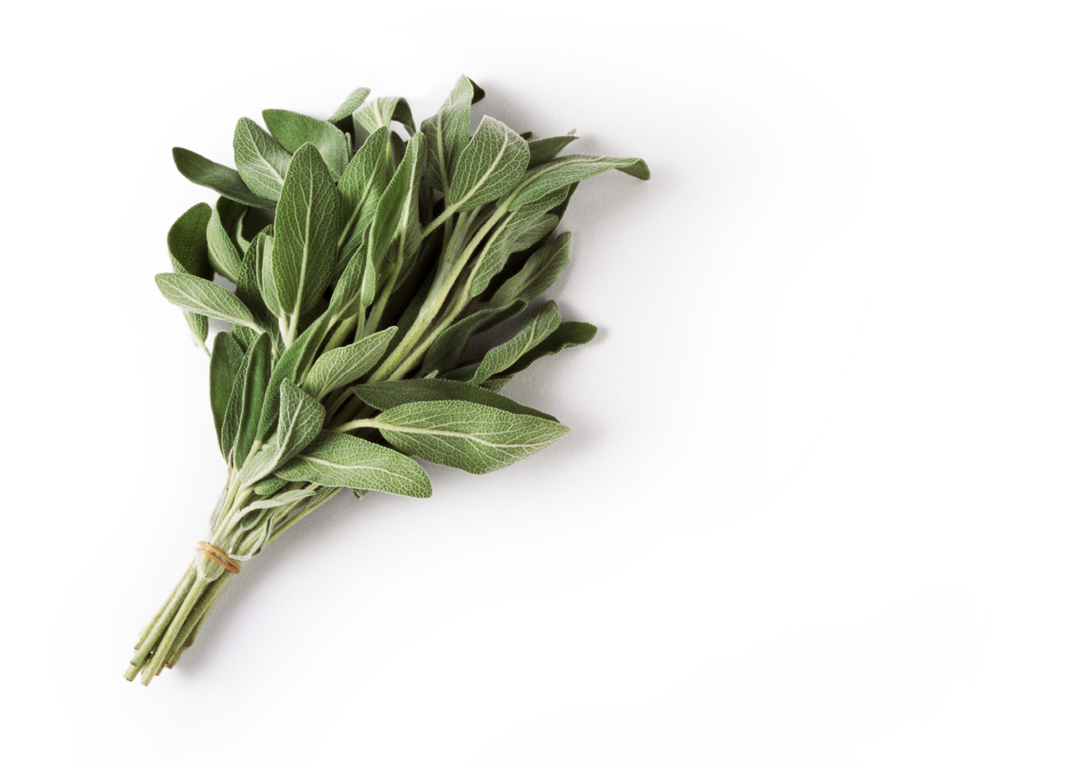 Bunch of fresh sage