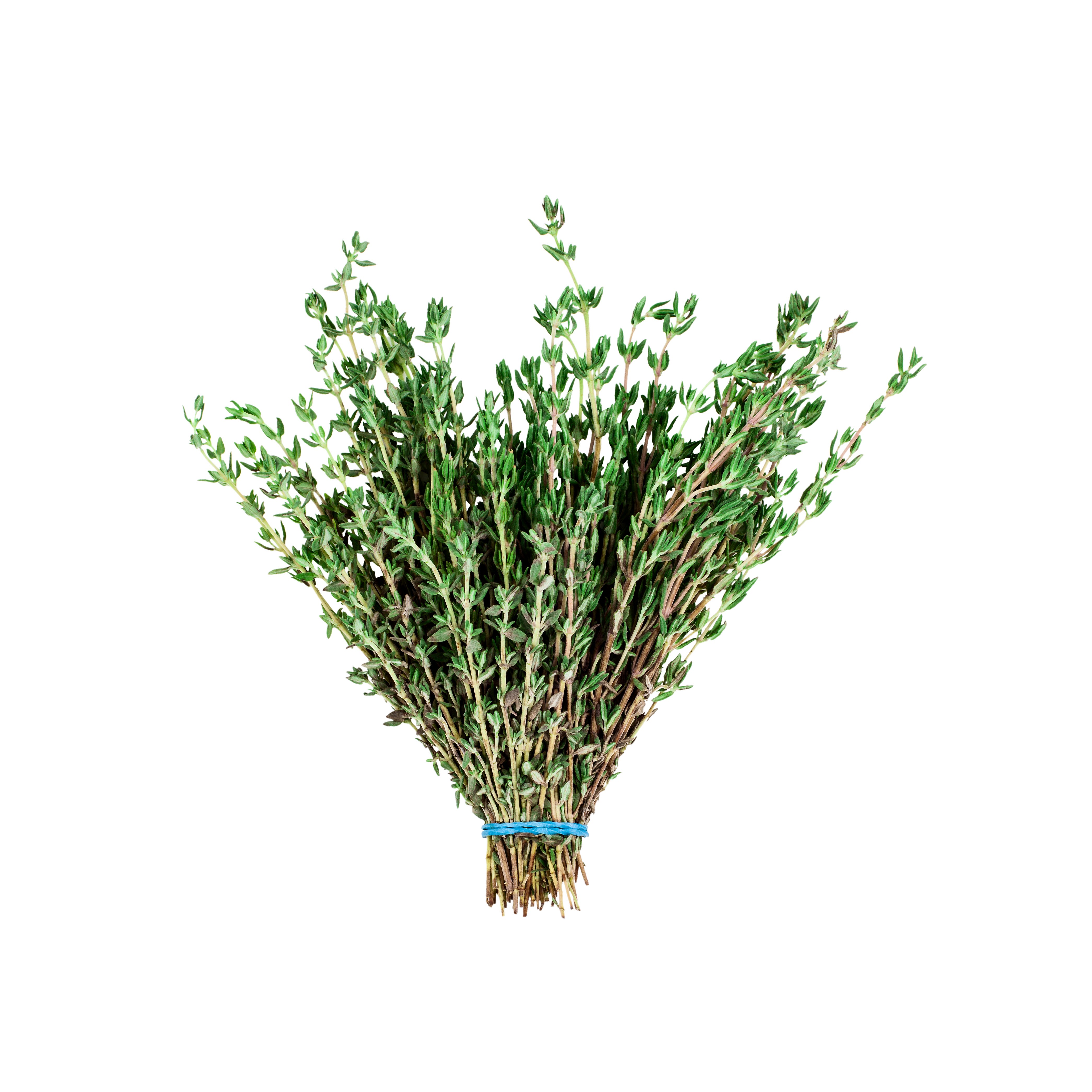 Bunch of fresh thyme