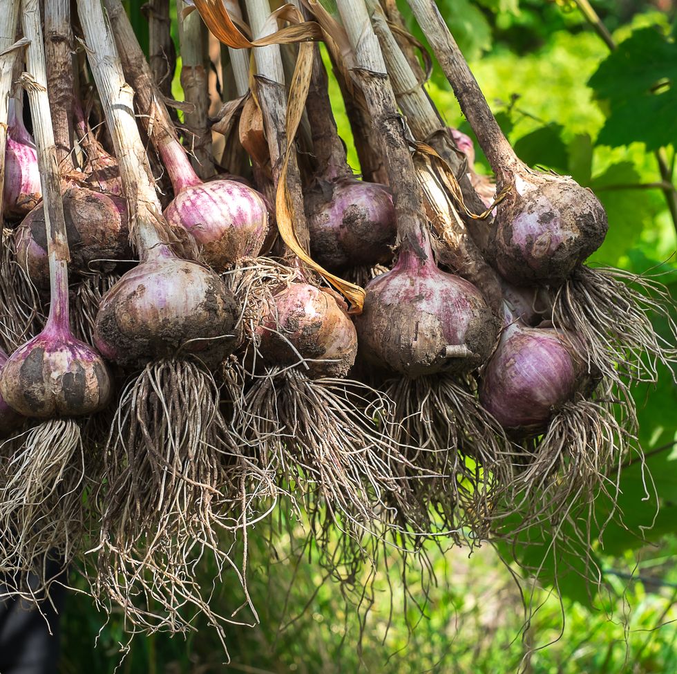 bunch of freshly picked garlic harvest, selective focus