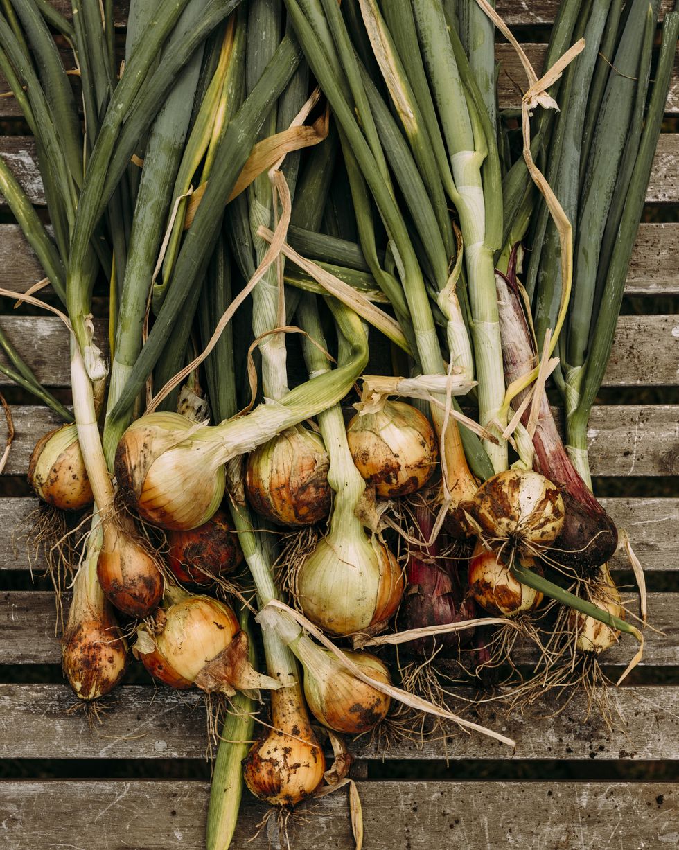 best vegetables to grow onions
