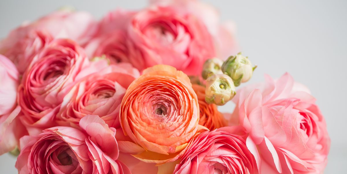 How to Grow And Care For Ranunculus, Stylists’ Favorite Flower