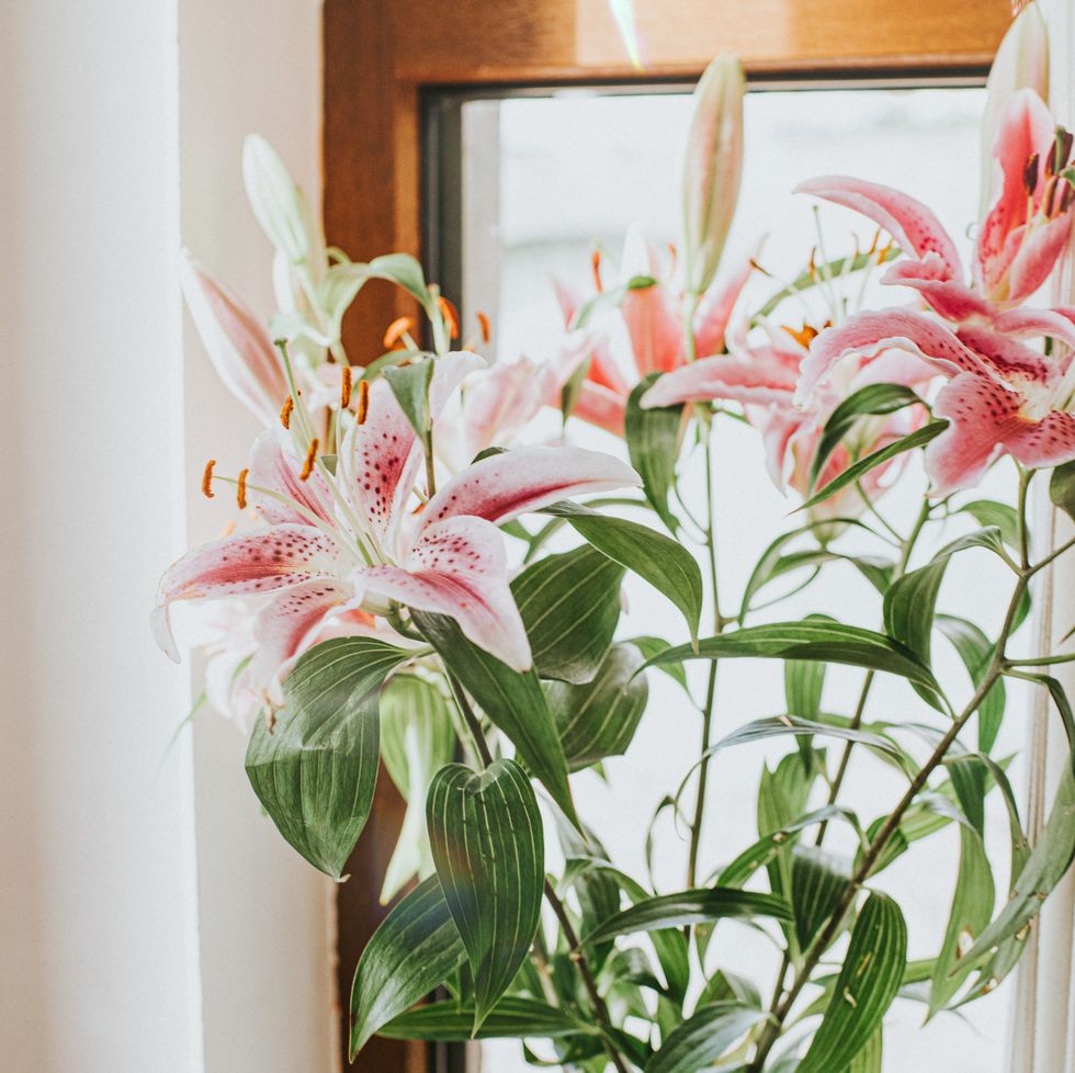a bunch of pink lillies sitting on a windowsill
