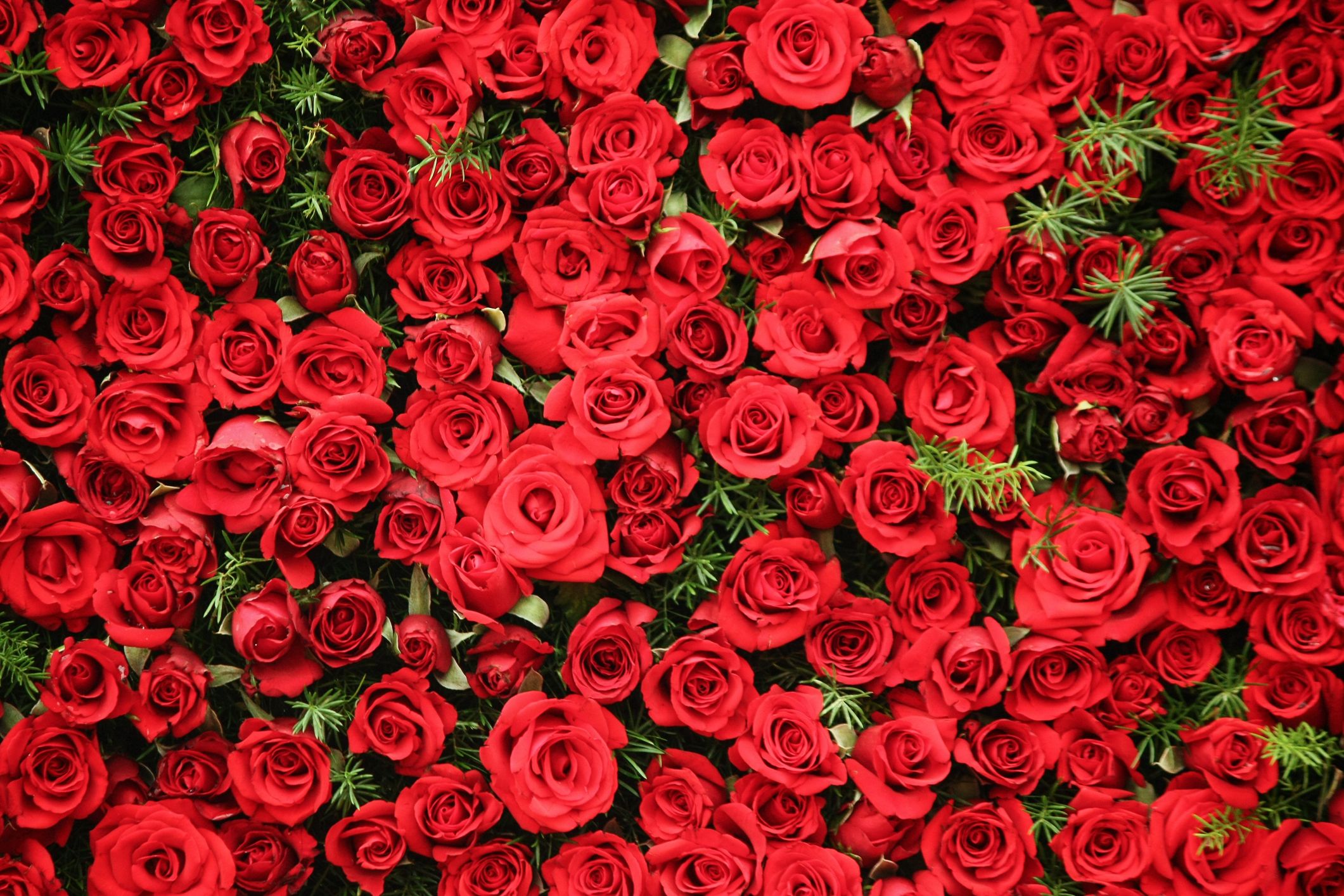 17 Rose Color Meanings Explained - The Best Rose Colors