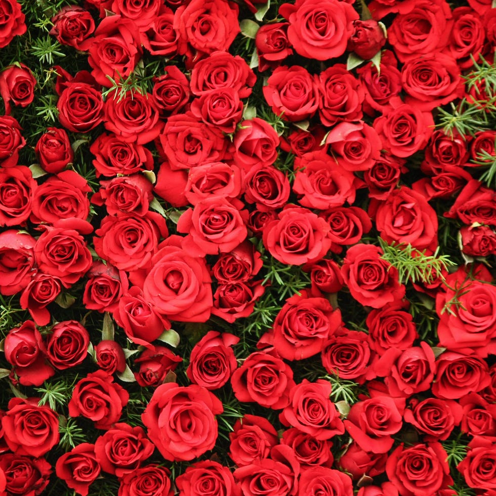 17 Rose Color Meanings Explained The