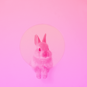 Pink, Rabbit, Rabbits and Hares, Magenta, Illustration, Domestic rabbit, 