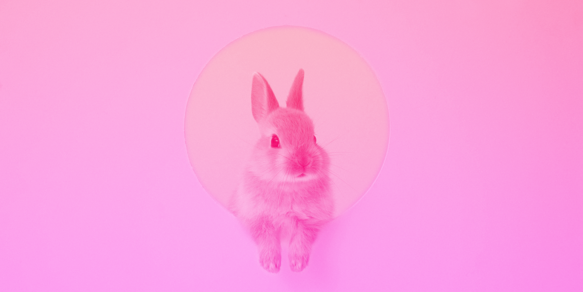 Pink, Rabbit, Rabbits and Hares, Magenta, Illustration, Domestic rabbit, 