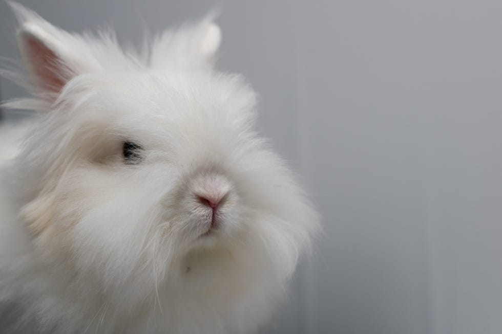 a closeup shot of a white angora rabbit with long fluffy face fur