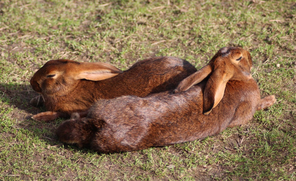 two long, reddish brown belgian hares stretched out on grass