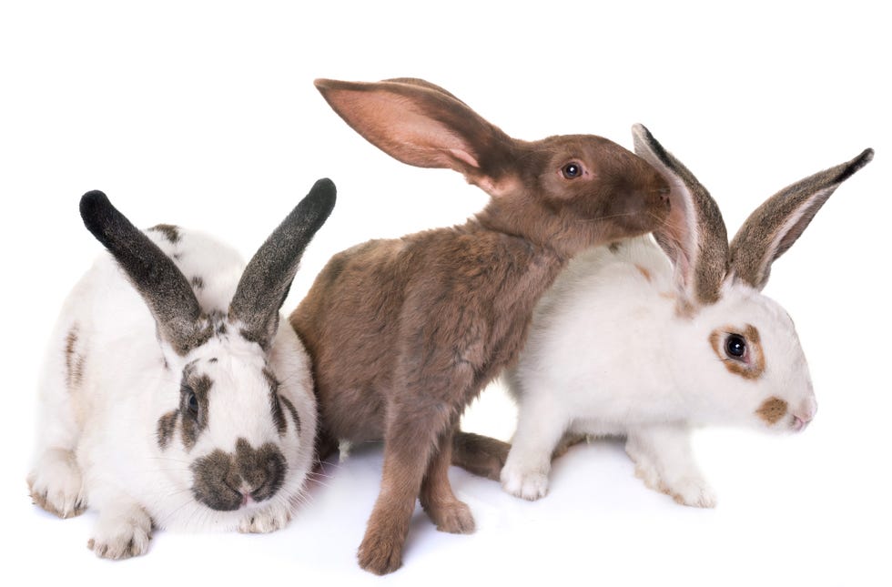 three checkered giant rabbits, one back and white spotted, one brown and one white with brown ears and brown around eye in front of white background