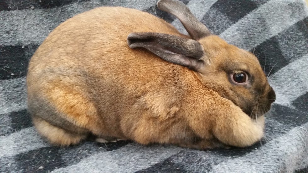 cute orange and white fuzzy tiny rabbit sitting outside facing camera