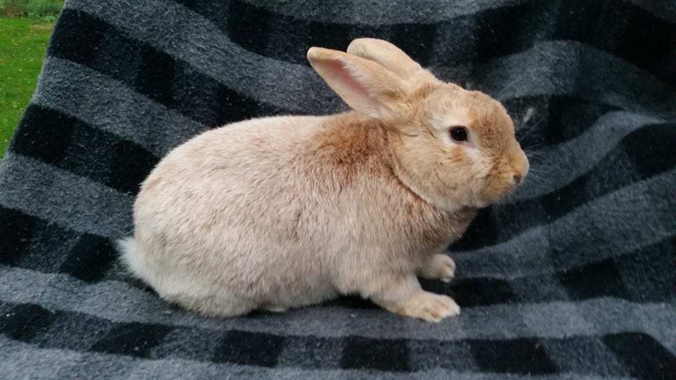 cute orange and white fuzzy tiny rabbit sitting outside facing camera